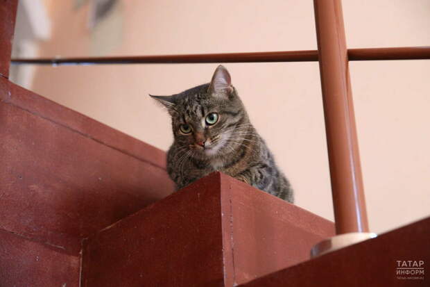 Дәүләт Думасында фатирда мәче һәм этләр санын чикләү турында проектны карарга мөмкиннәр