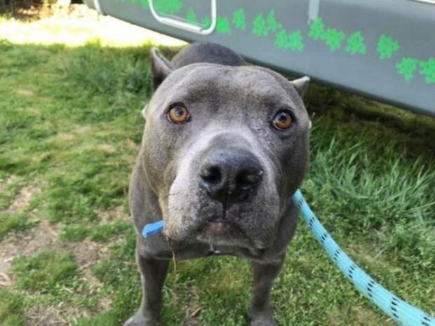 The-exciting-story-of-a-pit-bull-who-does-not-abandon-the-blind-dog-5aea2cd82904e__700