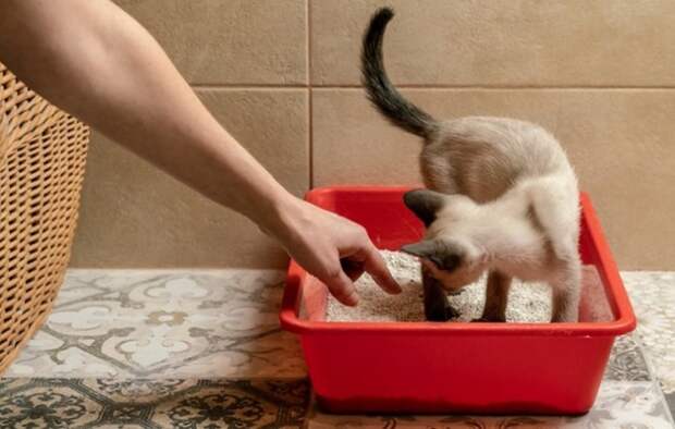 Если в кошачий лоток добавить немного соды, то она впитает в себя неприятный запах / Фото: zdorovee.com