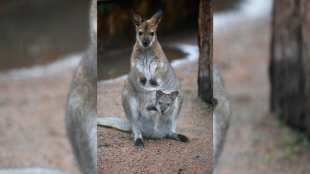 В Ленинградском зоопарке полугодовалые кенгурята вылезли из маминых сумок