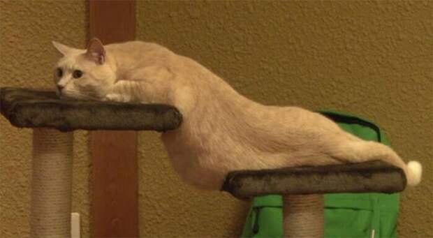 Котики - это не только жидкость, но и антигравитация Котики - это не только жидкость, но и антигравитация