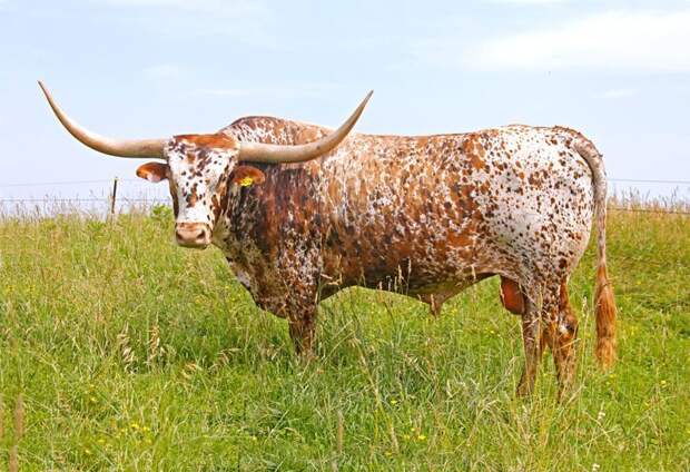 Техасские лонгхорны (Texas Longhorn Cows) - является породой крупного рогатого скота известного своими характерными только для этой породы рогами, каждый рог может достигать длины в 2,1 м. буренки, животные, интересное, коровы, красота, породы