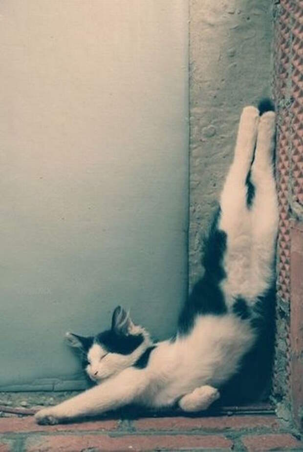 Искусство сна коты, юмор, японцы