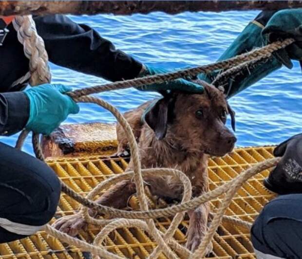Тайские рабочие спасли собаку, плывшую в 130 милях от берега (8 фото)