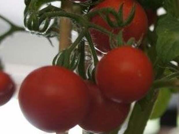 Картинки по запросу томаты катя ф 1