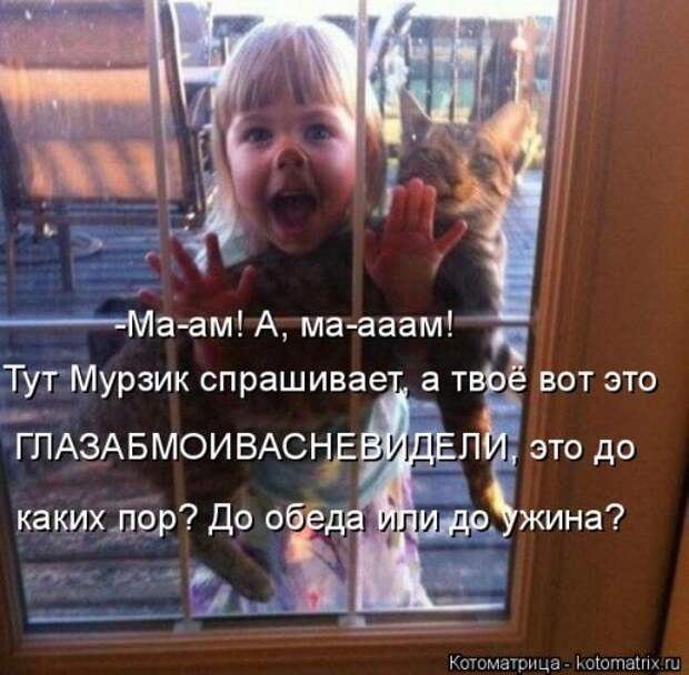 Свежая котоматрица для всех (31 шт)