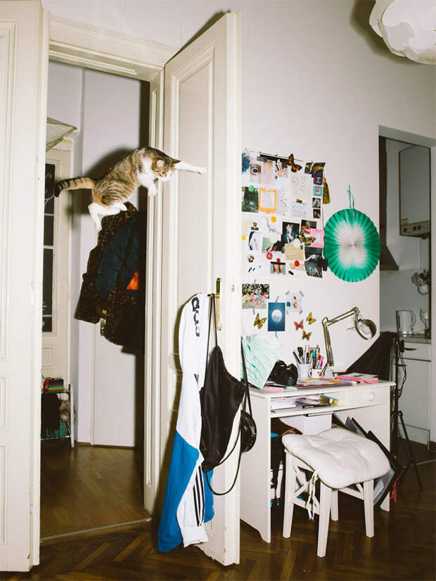 Австрийский фотограф снимает летающих котов животные, кот, фотограф