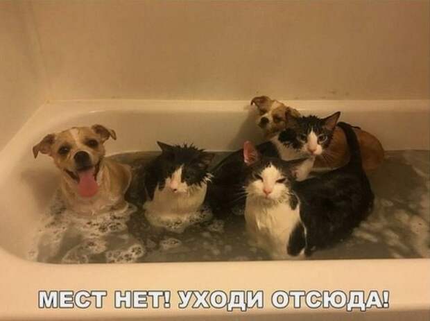 Кошка плюс собака: милые и смешные приколы с животными