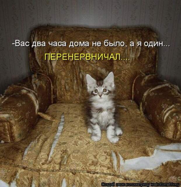 Котоматрица забавная (25 шт)