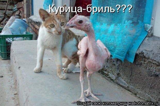 Веселые котоматрицы для настроения (13 фото)
