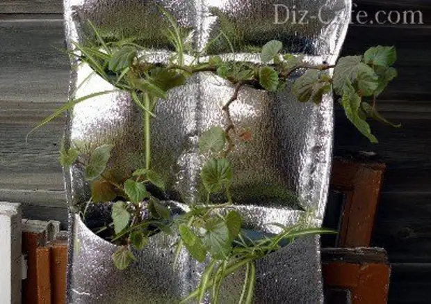 Выращивание редиса в зимней теплице