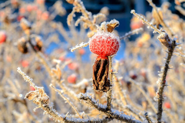 Во Владимирской и Ивановской областях до 6 декабря ожидаются аномальные морозы