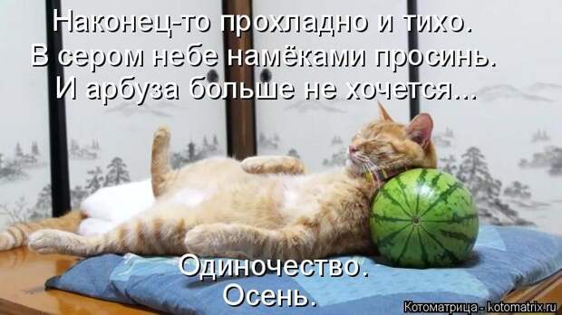 Веселые котоматрицы для настроения (13 фото)