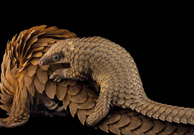 9. Белобрюхий панголин верхом на маме, центр Pangolin Conservation, Сент-Огастин, штат Флорида. national geographic, журнал, мир, фотография