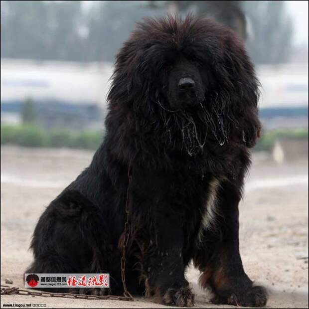 Тибетский мастиф - самая древняя и дорогая порода собак