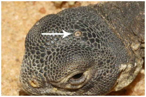 Но их главная отличительная особенность среди многих представителей животного мира - наличие развитого третьего глаза, который находится на темени tuatara, животные, фауна, ящерица