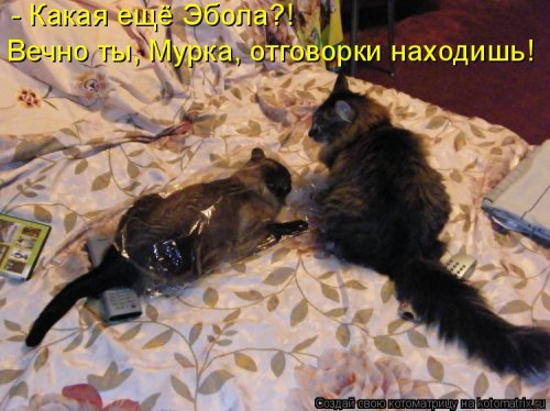 Лучшая котоматрица за неделю (32 фото)