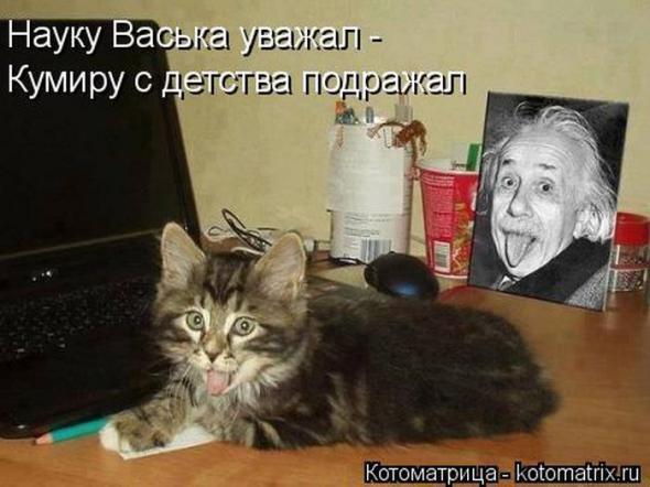 Котоматрицы (картинки с надписями)