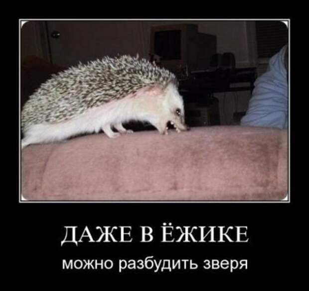 Прикольные и забавные демотиваторы для хорошего настроения (10 фото)