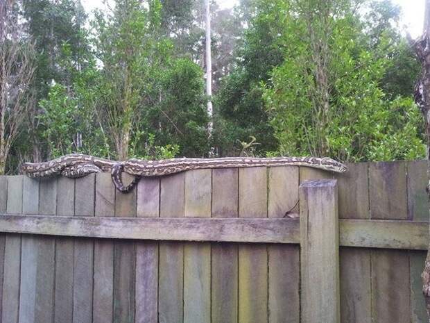 Всего лишь обычная змея на заборе австралия, животные, ужас