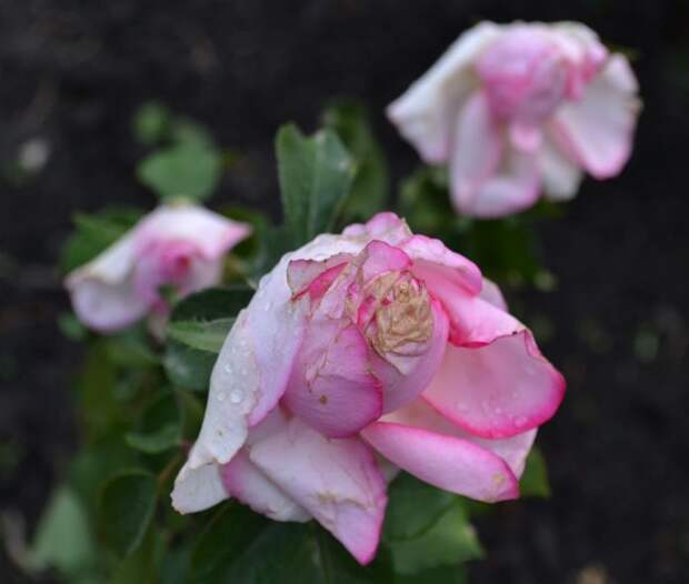 Роза Дольче Вита после дождя