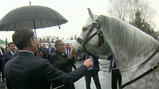 Президент Киргизии подарил Путину орловского скакуна и щенка породы тайган
