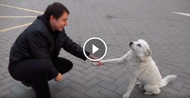 Невероятно дружелюбный уличный пёс, который растрогал сердца миллионов людей