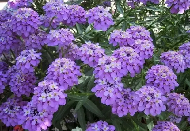 7 шикарных цветов-самосеек для ленивого садовода, которые украсят любой участок