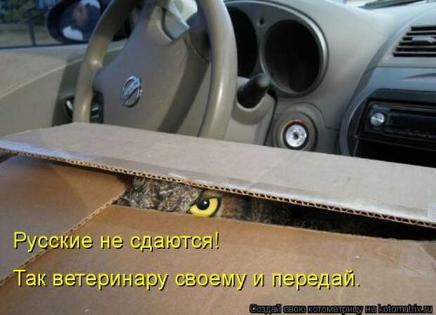 Новая котоматрица для всех (34 фото)