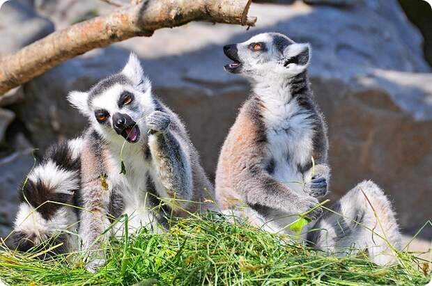 Кошачий или кольцехвостый лемур (лат. Lemur catta)