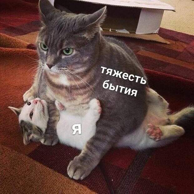 Прикольные и смешные картинки