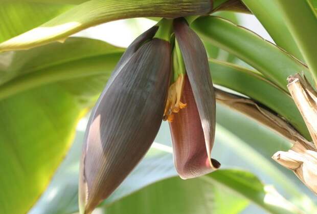 Цветок дарджилингского банана