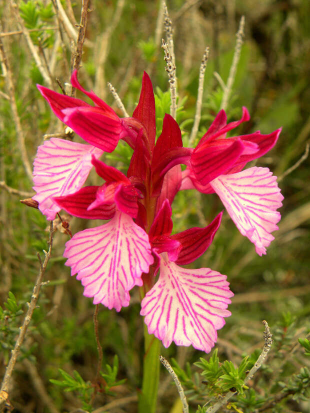 Анакамптис (лат. Anacamptis papilionacea subsp. Grandiflora)