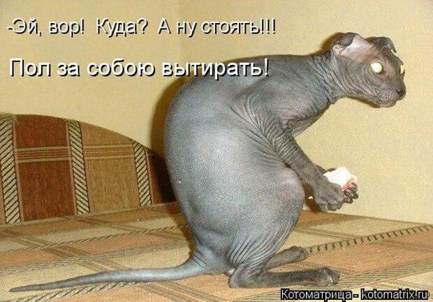 Лучшие котоматрицы недели (50 фото)