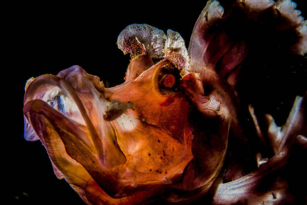 Джону Паркеру (John Parker) удалось сфотографировать ринопиаса Underwater Photographer of the Year, животные, под водой, фото