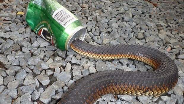 Пьяная змея австралия, животные, ужас