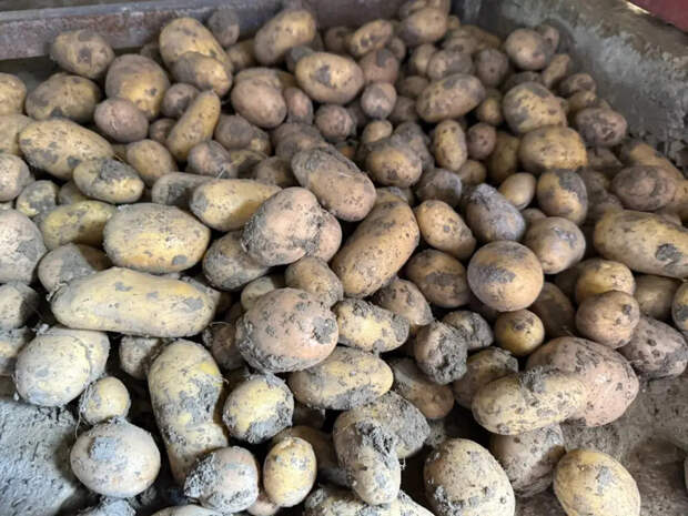 Посадил картошку раньше времени — схлопотал минус треть урожая: когда браться за лопату без потерь