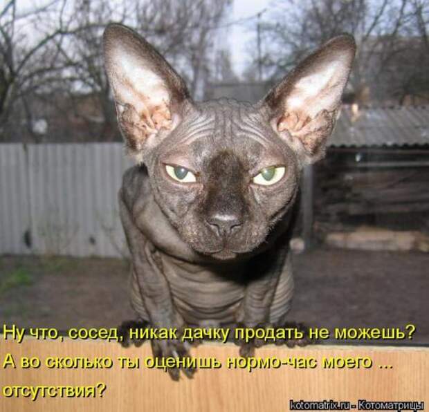 Котоматрицы (картинки с надписями)