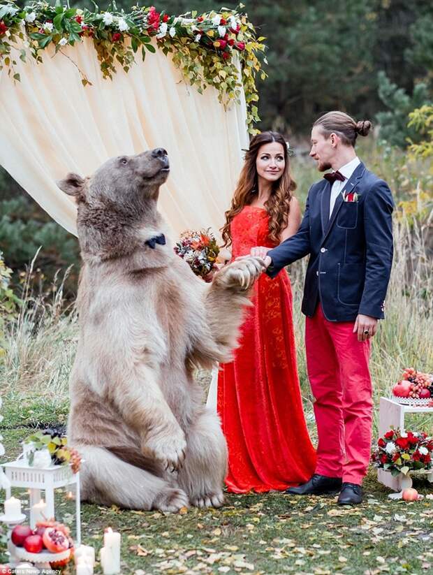 Свадьба по-русски: медведь благословляет жениха и невесту  медведь, свадьба