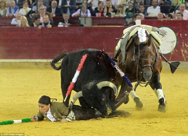 Женщина-матадор, год назад убившая быка и отрезавшая ему уши, поплатилась сегодня быки, испания, коррида, месть