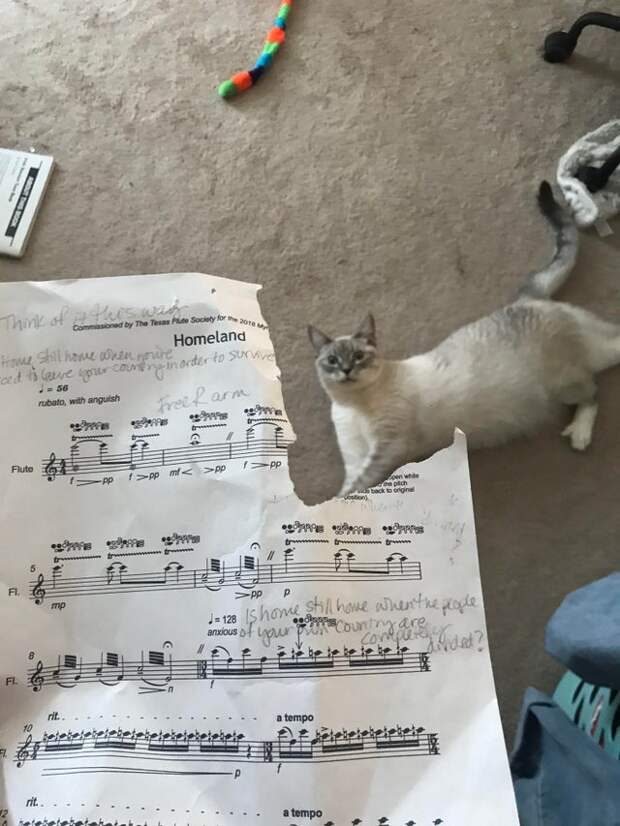 20 смешных фото котов, которые показывают, кто в доме хозяин