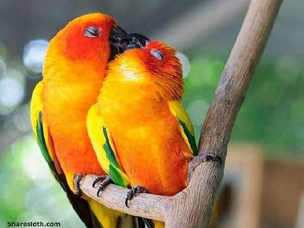 parrots-kissing