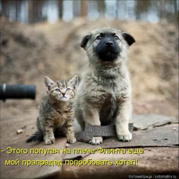 Котоматрицы(картинки с надписями)