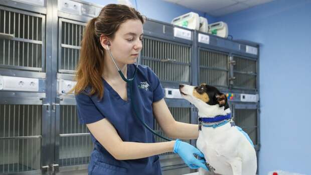 Женщина избила сотрудницу ветклиники в Нижнем Тагиле