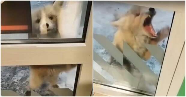 Агрессивная лиса укусила женщину и напугала посетителей магазина