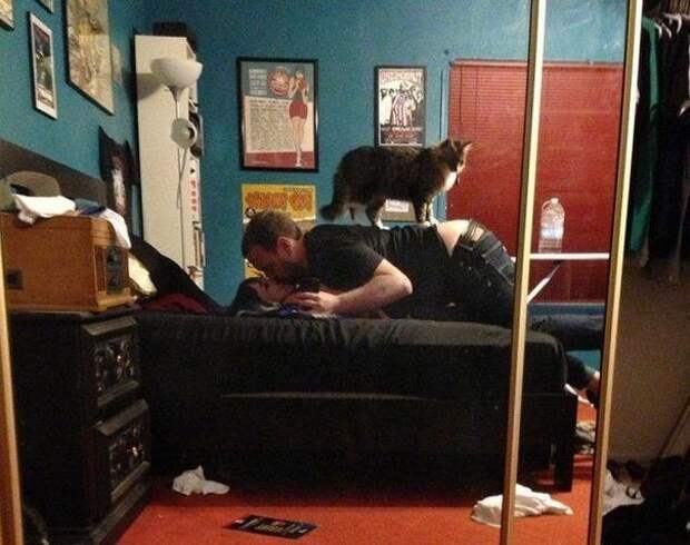 Пушистые засранцы