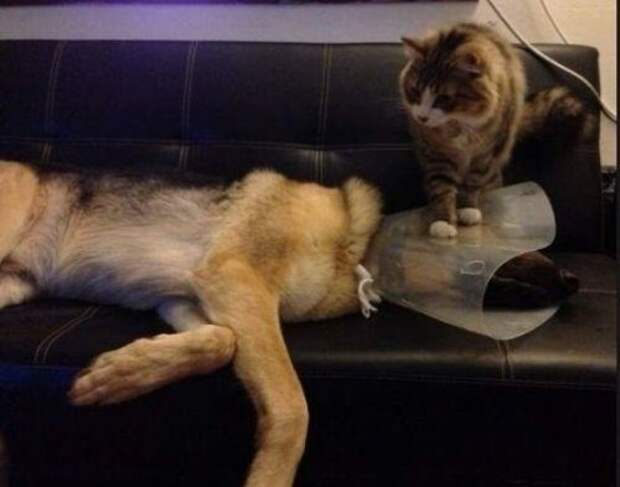 Пушистые засранцы