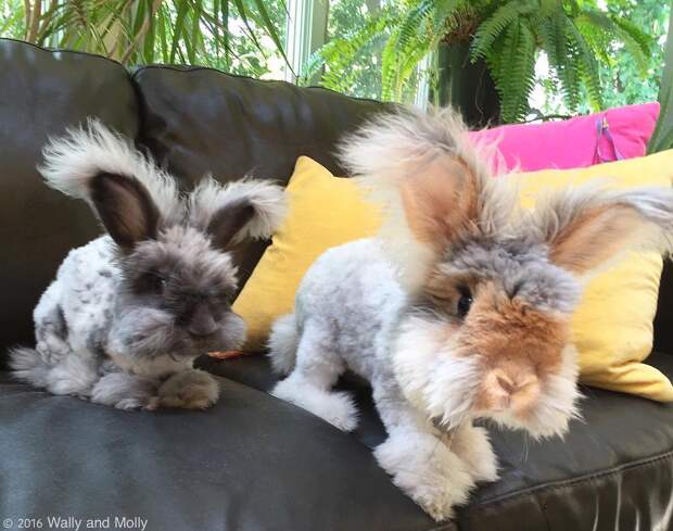 Сладкая парочка Фото: wally_and_molly