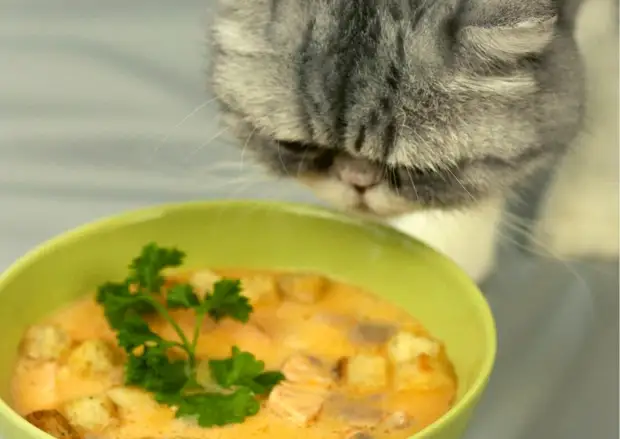 Как сварить суп коту