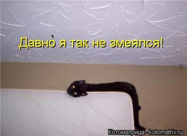 Котоматрицы (картинки с подписями)
